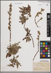 Foto von Salix cinerea L. x Salix viminalis L.